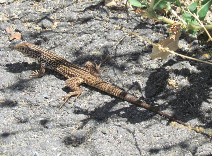 Western Whiptail Lizard
